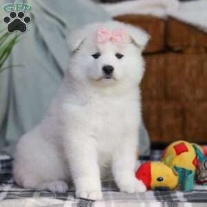 Remi, Samoyed Puppy